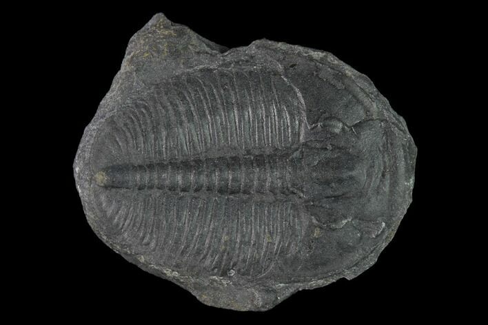 Elrathia Trilobite Fossil - Utah #139556